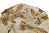 Limestone With Disarticulated Fossil Mosasaur Bones & Jaw #334635-2